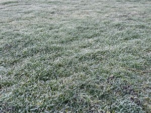 Cómo preparar tu jardín para el invierno