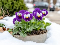 Cómo proteger tus plantas del frío