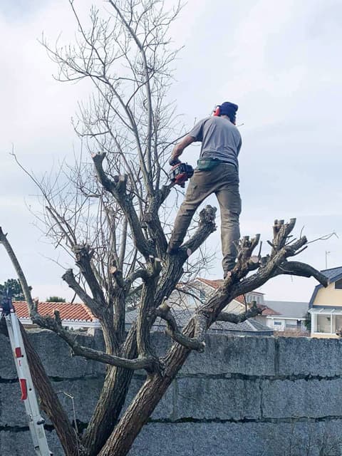 Poda de arbolado en Pontevedra