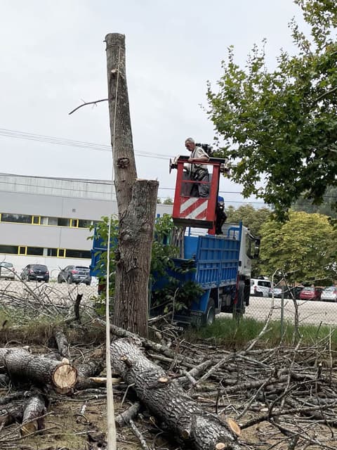 Tala de arboles en Pontevedra