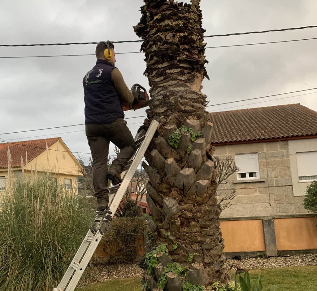 Poda y tala de arboles en altura en Pontevedra