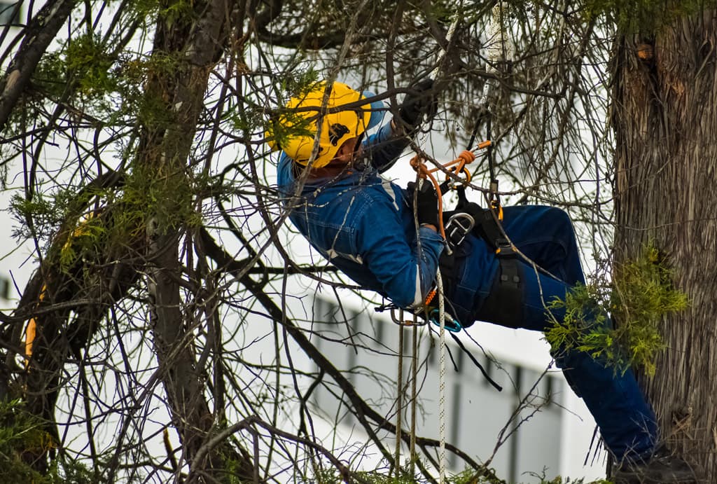 Poda en altura en Pontevedra